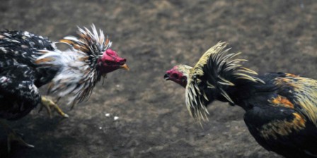 DT News takes a look into the world of cockfighting in Hamala