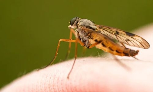 New study explains why some people attract mosquitoes more than others