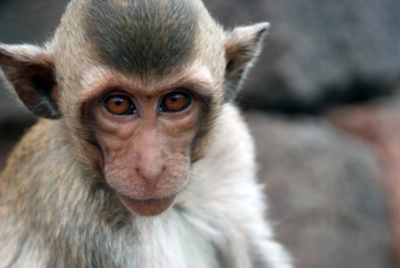 Philippines suspends monkey exports after Ebola deaths