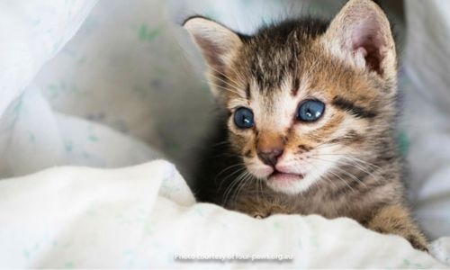 Kitten rescuers cause LA freeway smash - and don’t save cat