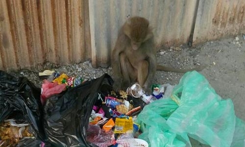 Monkey molests women in Budaiya