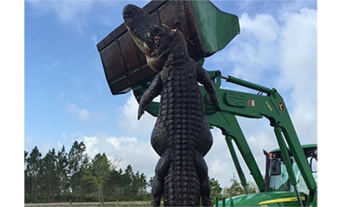 Alligator shot in Florida after eating farmer's cattle