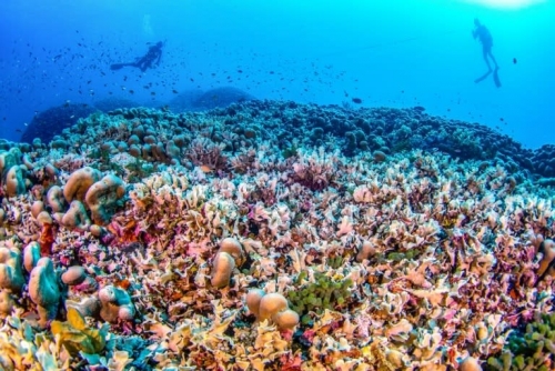 Scientists say world’s largest coral found near Solomon Islands