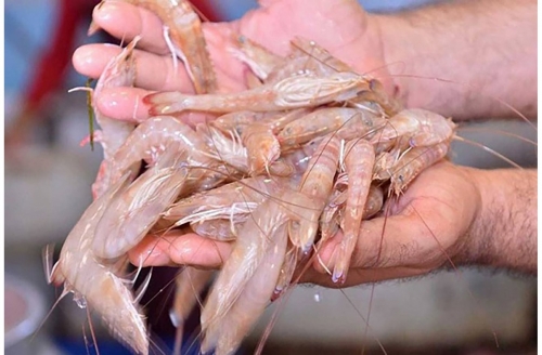 Bahraini Man Jailed, Four Indian Nationals Deport for Illegal Shrimp Fishing