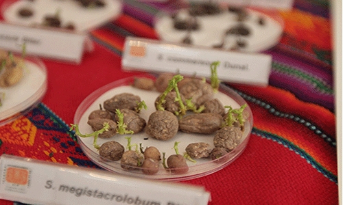 Growing potatoes on Mars to save millions of lives