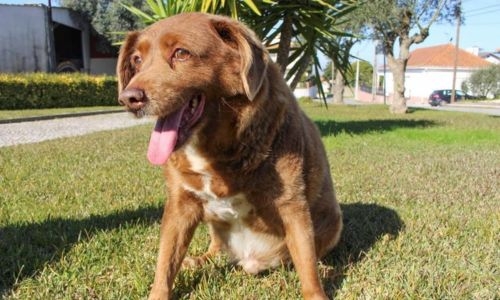 World's oldest dog Bobi dies aged 31