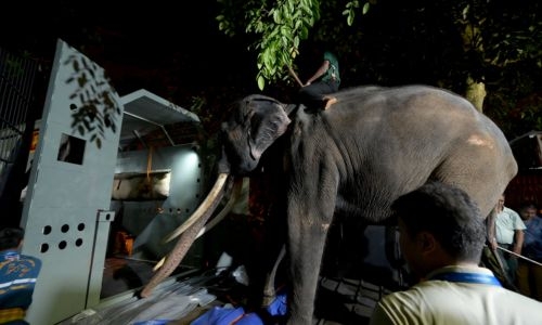 Neglected elephant boards jumbo flight home to Thailand