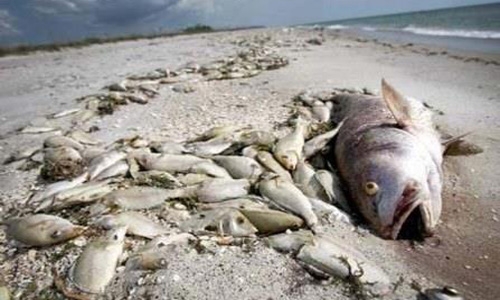 SCE denies fish deaths on the coasts of Busaiteen