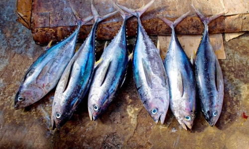 Fish prices drop in Bahrain