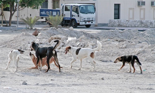 Public opinion on stray dog menace invited 