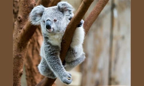 Hundreds of rare koalas feared dead in Australia bushfire
