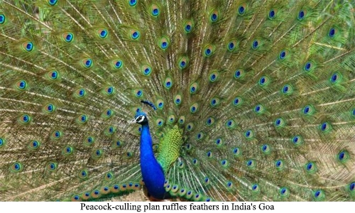 Peacock-culling plan ruffles feathers in India's Goa