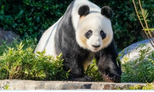 China to replace Australia’s popular giant pandas