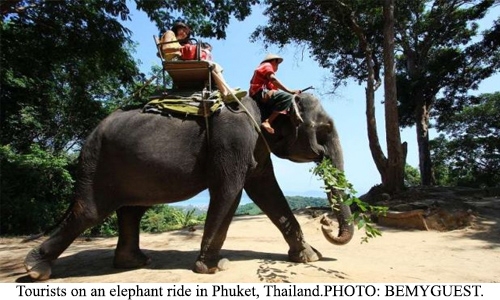 British tourist trampled to death by Thai elephant