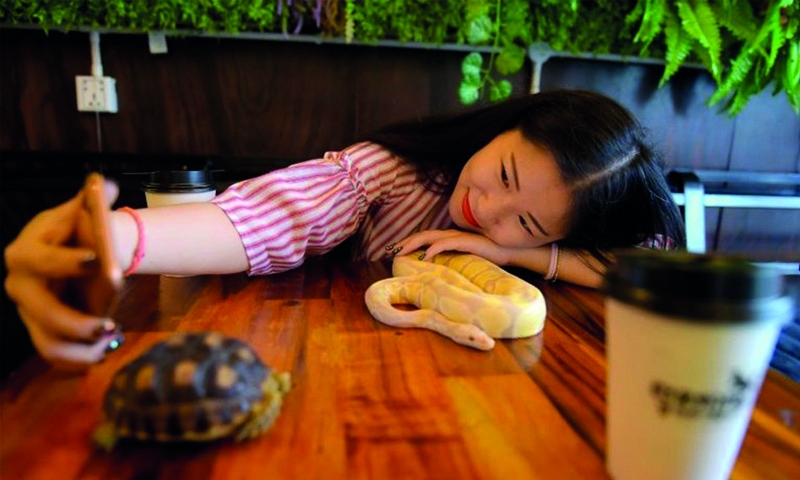 Cambodian reptile cafe slithers into people’s hearts