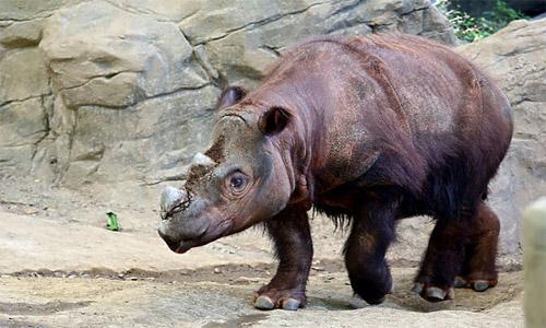 Rare Sumatran rhino 'Hope' arrives in Indonesia to mate