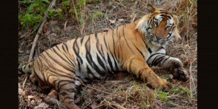 Bangladesh shoots dead six alleged tiger poachers