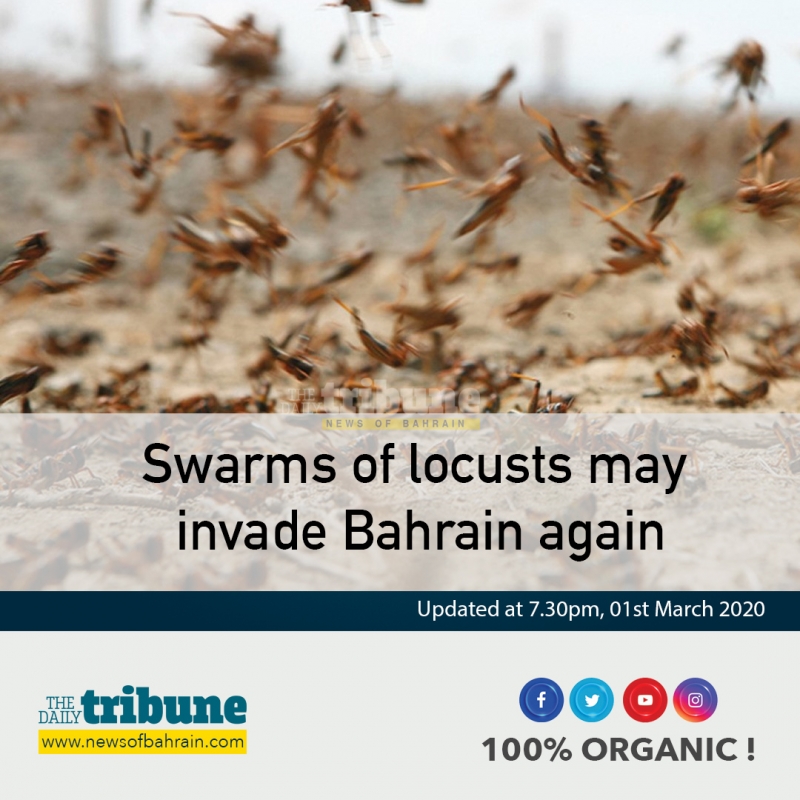 Swarms of locusts may invade Bahrain again