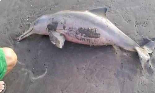 Endangered dolphin left to die after beach goers click selfies