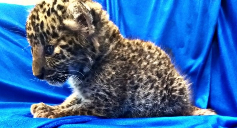Man smuggles month-old leopard cub on plane to India
