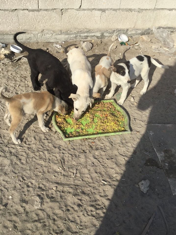 BD300,000 allocated to set up shelter for strays 