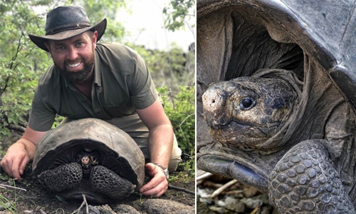 Giant tortoise thought extinct is found on Galapagos