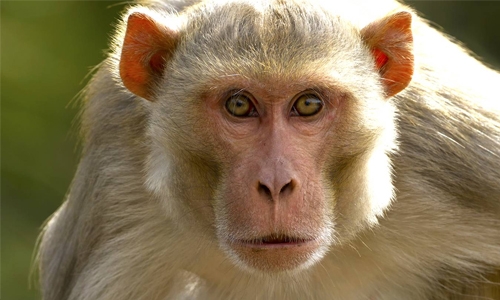 Scientists create monkeys with human brain