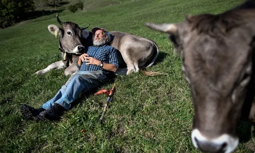 Swiss vote on bid to preserve cow horns