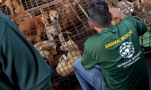 ‘Extreme’ Indonesian market ends dog, cat meat trade