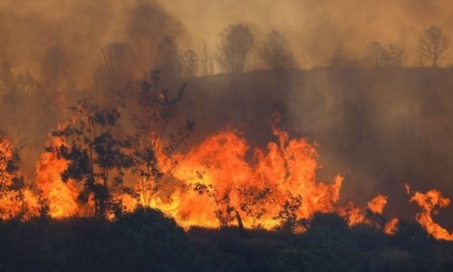 Turkey wildfire kills 12 and devastates flocks
