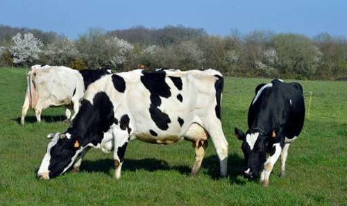 Eating less beef key to meeting EU climate targets: study