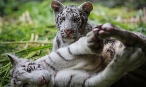 Two rare white tiger cubs find new home in Nicaragua