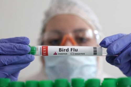 Bird Flu Outbreak Confirmed in England’s Commercial Poultry Farm