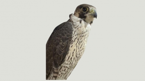 Falcon Rescued from A'ali Home, Returned to Authorities