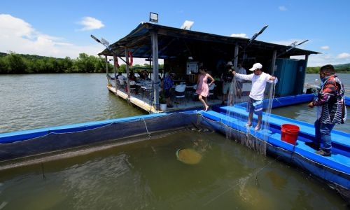 Aquaculture overtakes wild fisheries for first time: UN report