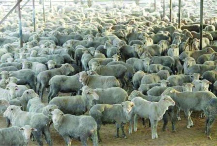 Sufficient livestock to meet Eid demand: BLC