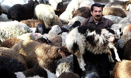 MP warns against import of Iranian livestock