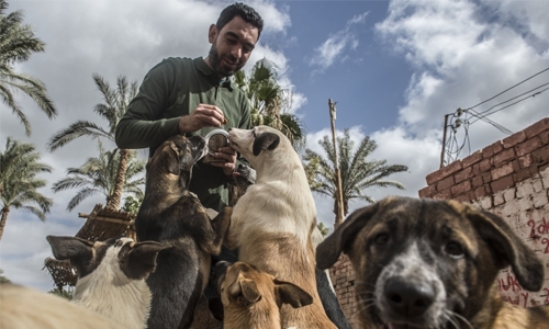 In Egypt, stray dogs pose growing urban challenge