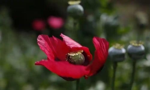 Taliban ban farming of poppies used to make heroin