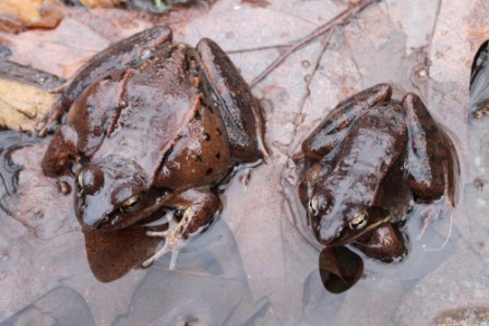 Female frogs far outnumber males in US suburbs: study