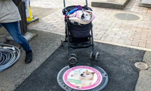 Japanese dog of ‘Doge’ meme fame dies