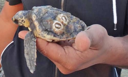 Hawksbill hatchling turtle rescued