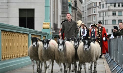 Hollywood's Damian Lewis herds sheep across bridge in London