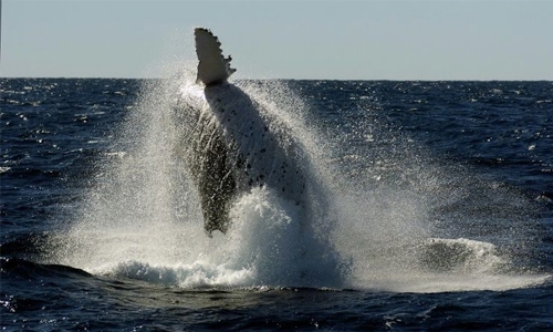  Passenger knocked out as whale slams into Australia boat
