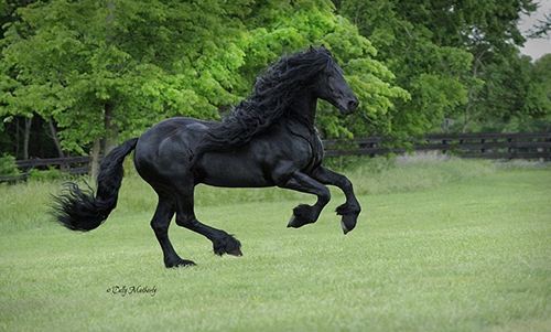 He is world’s most good looking horse!