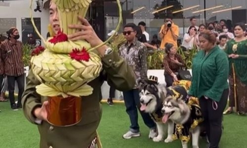 Fur-ever after: Indonesians sorry after lavish dog ‘wedding’ backlash