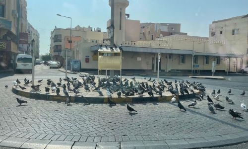 This unique roundabout in Bahrain serves as a feathered Oasis!