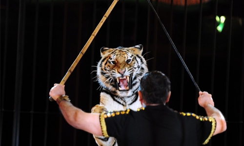 Tigers kill circus trainer in Italy: repor