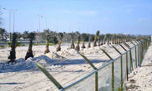 Reclaiming Bahrain's million-palm era