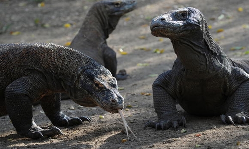 Keen to see a komodo dragon? $500 please, says Indonesia